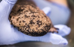 Chinese giant salamander arrives at ZSL London Zoo (1)