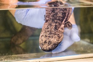 Chinese giant salamander arrives at ZSL London Zoo (3)