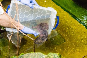 Chinese giant salamander released into new home at ZSL London Zoo (7)