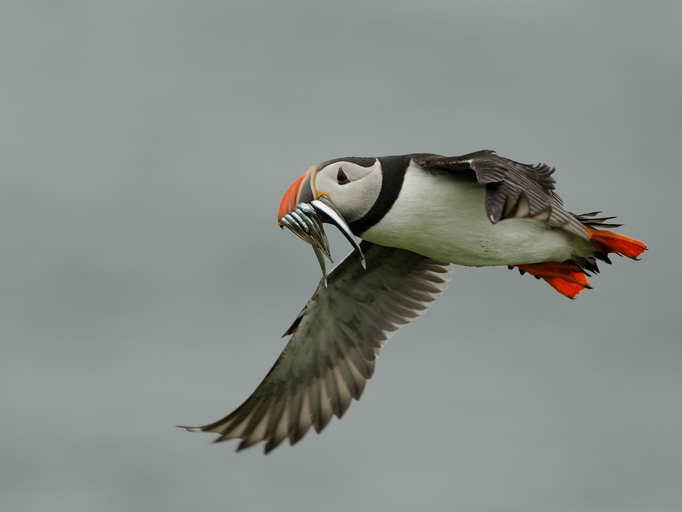 Puffin flying with prey_credit Ben Andrew