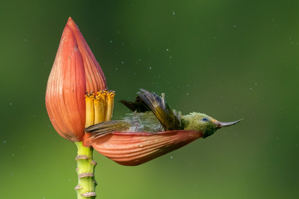 Winners revealed: Bird Photographer of the Year&nbsp;2021